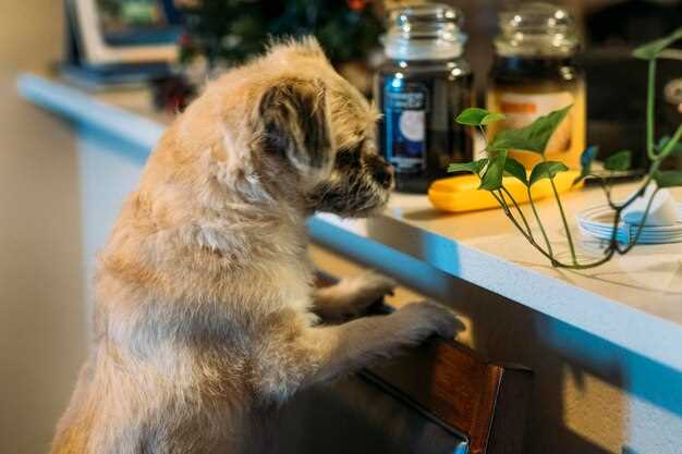 Prednisolone veterinary dosage side effects and safe use in dogs cats horses