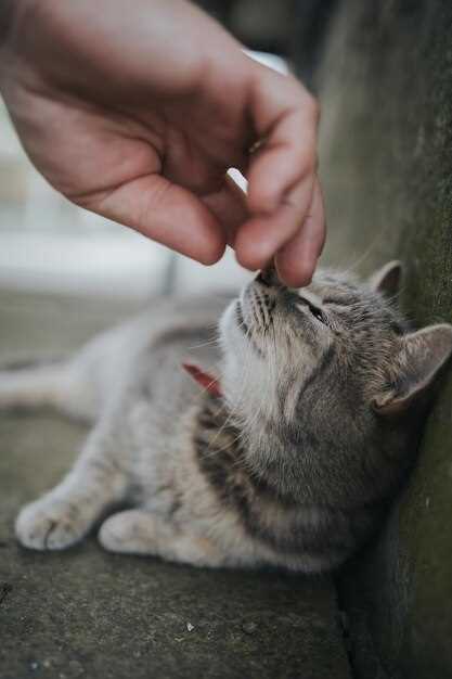 Veterinary Comparison of Prednisone and Prednisolone Efficacy Safety and Dosing for Feline Patients
