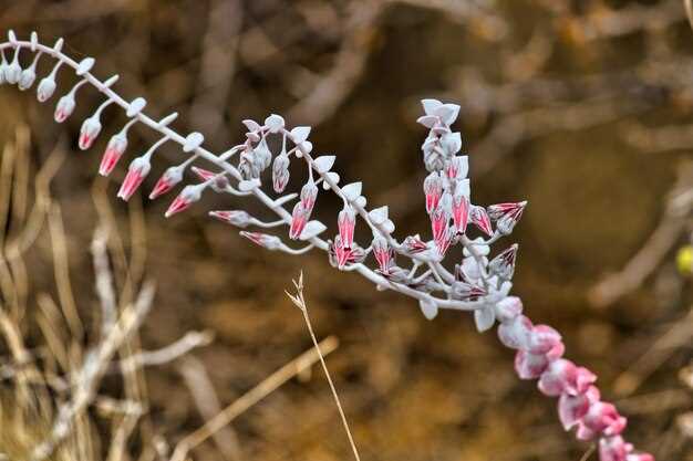 Salix furosemide dosage side effects and safe use for canine heart failure