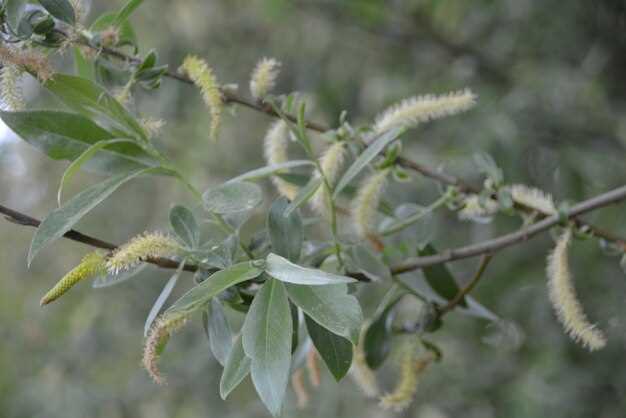 Salix Lasix vs dandelion root: milligram-for-milligram water-loss showdown