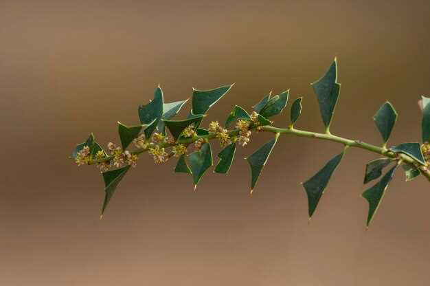 Salix lasix comprehensive review of mechanism benefits dosage and user results