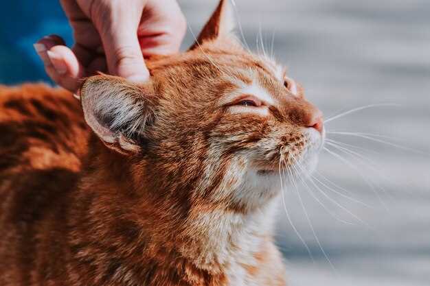 Transdermal prednisolone for cats safe ear gel dosing side effects veterinary guide