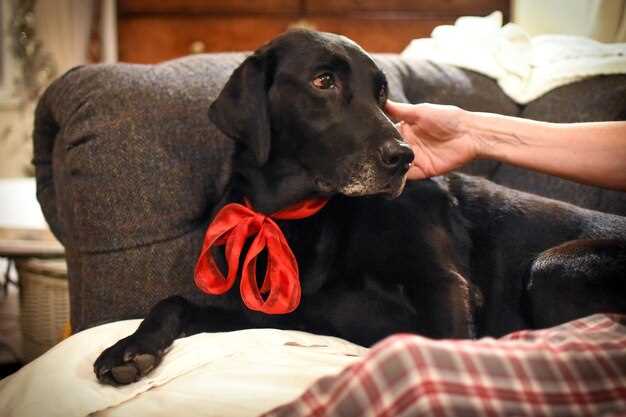 Hide the bitter pill: 5 sec cheese-wrap trick even picky spaniels swallow