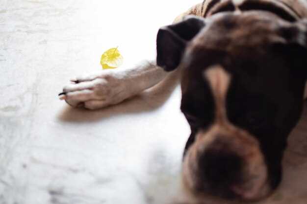 What is lasix for dogs dosage side effects heart kidney edema treatment